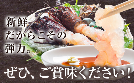 【数量限定】天然『活』伊勢海老 2kg  ( 6尾 ～ 10尾 ) 【配送不可地域：離島・北海道・沖縄県・東北・中国・四国・九州】寺田水産