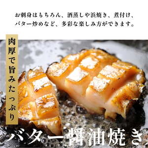 利尻島産 天然蝦夷『活』アワビ1kg【10月下旬～12月期間限定】※オンライン決済限定