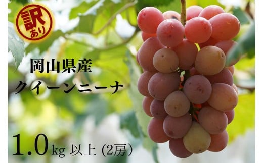 訳あり クイーンニーナ 2房 合計1.0kg以上 産地直送 朝採れ ぶどう 葡萄 岡山 Kawahara Green Farm 【2025年8月下旬～9月下旬 順次発送予定】
