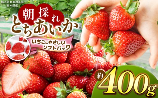 【先行予約】【栃木県共通返礼品】朝採れいちご とちあいか 約 400g 【いちごに優しいソフトパックでお届け】 | いちご とちあいか 朝採れ 大粒 新鮮 甘い 美味しい 果物 デザート 栃木県 那珂川町