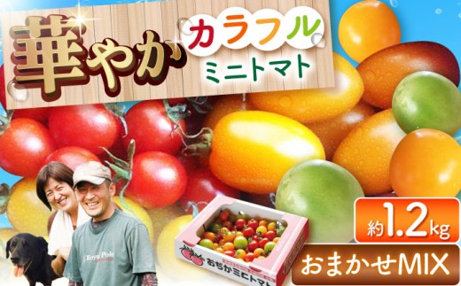 【おまかせMIXトマト】カラフルミニトマト 約1.2kg みにとまと minitomato りんたろうとまと 長崎県 とまと 小値賀町 トマト りんたろうふぁ～む [DAE002] 1万円 以上