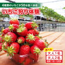 【ふるさと納税】4種類のいちごが50分食べ放題！！ いちご狩り体験【1月～3月末】【人数選択】 苺 食べ放題 いちご狩り チケット 章姫 紅ほっぺ ゆめのか よつぼし 苺のおうち 持ち込みOK 美味しい 旬の苺 レジャー 人気返礼品 送料無料