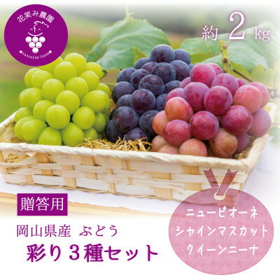 【ふるさと納税】岡山　花笑み農園『彩り3種セット』(シャイン、クイーンニーナ、ピオーネ)(3房)　贈答用　3M-2上【配送不可地域：離島】【1650761】