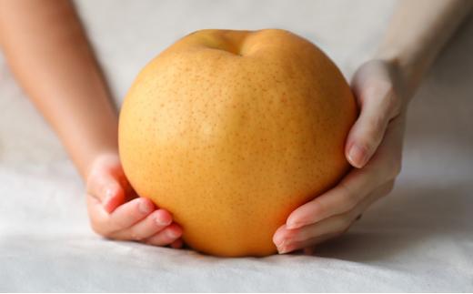 梨 2024年 先行予約 備前横綱梨（あたご梨） 超大玉1玉 1.3kg～1.4kg・備前乙女梨（鴨梨） 1～2玉 詰合せ 合計2.0kg以上 贈答箱 岡山県産 フルーツ ギフト 石原果樹園 [No.