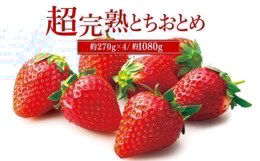 【先行受付：1月中旬以降発送】いちご「茂木完熟いちご」　篠崎さんが育てた 朝どれ とちおとめ レギュラーサイズ 約270g × 4パック 合計 約1080g | いちご イチゴ 苺 とちおとめ 完熟 果物 フルーツ 甘い あまい くだもの 旬 産地直送 栃木県産 篠崎いちご園 栃木県 茂木町
