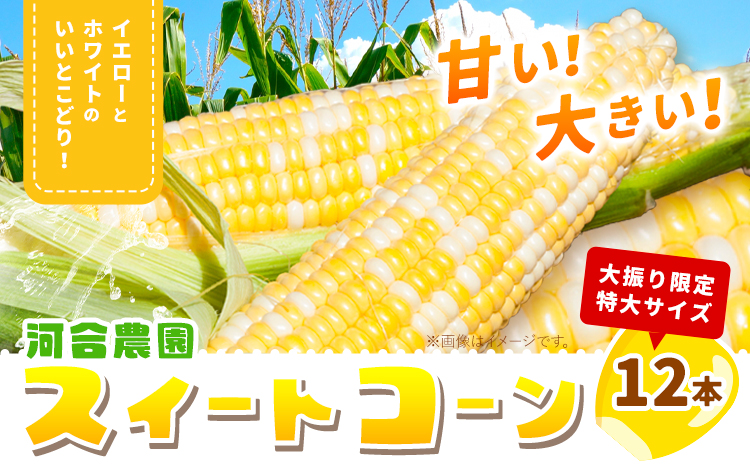 朝採りとうもろこし 河合農園のスイートコーン 12本 特大サイズ(1本380g以上) 【先行予約】河合農園《2025年8月上旬-9月中旬頃出荷》 送料無料 とうもろこし 北海道 本別町 北海道 十勝 本別町産 極甘 特大 バイカラー フルーティー とうきび トウモロコシ 高糖度先行予約---hsh_cknsk_ae8_25_10500_12p---