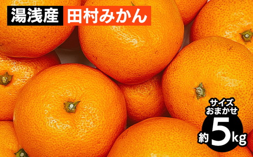 湯浅産 田村みかん 5kg（サイズおまかせ） ※2025年11月下旬～2026年1月下旬頃に順次発送予定 ※北海道・沖縄・離島への配送不可