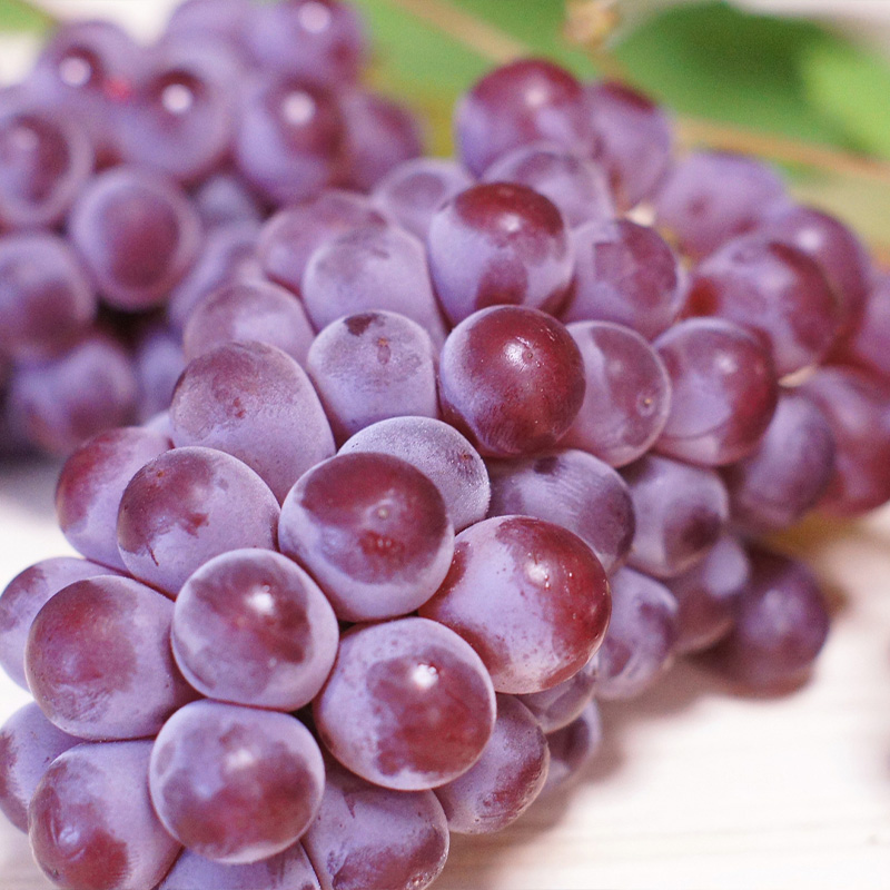 【定期便3回】ぶどう5種の癒し便【令和8年産先行予約】FS24-791