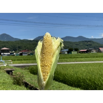 
            ＜八ヶ岳産＞スイートコーン　ともろこし　ゴールドラッシュ　4kg【1540746】
          