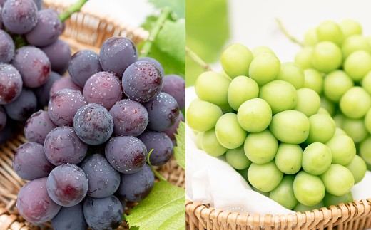 【2回定期便】 贈答用 ピオーネ or オーロラブラック 2房 （1kg以上） ＆ シャインマスカット 2房 （合計1kg以上） 【2026年7月下旬から順次発送予定】 ／ くだもの 果物 果実 フル