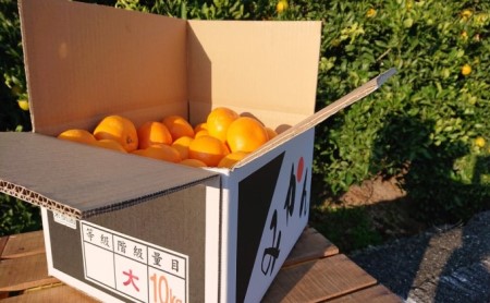 石地大玉くん　約10kg