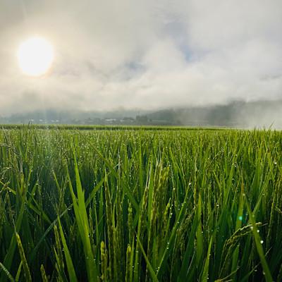 ふるさと納税 新庄市 至福のササニシキ(精米)3kg |  | 02