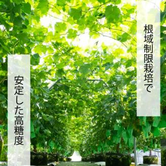 【2025収穫分先行予約】 ナガノパープル 2kg バラ粒 500g 4パック 小分け 早朝 収穫 新鮮 松山