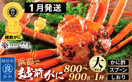 越前がに本場の越前町からお届け！浜茹で 越前がに 大サイズ（生で800～900g） × 1杯 かに酢 食べ方しおり スプーン付き【かに カニ 蟹 雄 ズワイガニ ずわいがに 姿 ボイル 福井県 冷蔵】【1月発送分】希望日指定可 備考欄に希望日をご記入ください [e04-x030_01]