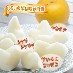 【予約受付】しろいの梨 幸水 5kg 14～18玉