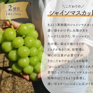 【発送月固定定期便】葡萄1房お試し3回便 ピオーネ・シャインマスカット・紫苑(岡山県産)全3回【配送不可地域：離島】【4061983】