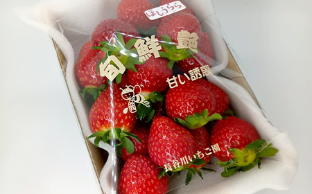 完熟いちご「ほしうらら」 約1.2kg いちご イチゴ 苺 デザート フルーツ 果物 くだもの 果実 食品 F21C-299