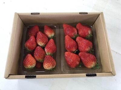 【角田市産地直送】完熟いちご「とちおとめ」合計約500g(250g×2パック)