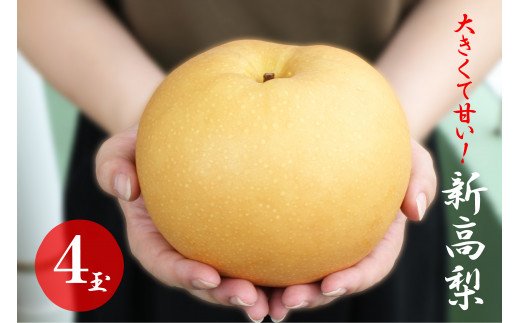 大きくて甘い　越知町の新高梨【約700g　4玉】フルーツ 果物 新鮮 産直 
