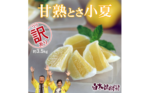 【先行予約】甘熟とさ小夏 約3.5kg 2S～2L〈2027年4月上旬～2027年5月中旬頃発送〉  /  こなつ コナツ 果物 フルーツ 柑橘 かんきつ 宿毛小夏 すくも小夏 日向夏 ニューサマーオレンジ 爽やか 甘酸っぱい【白木果樹園】 [BQAI031]
