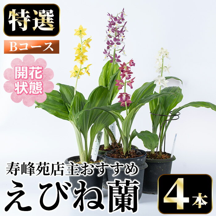 【ふるさと納税】＜先行予約受付中！＞寿峰苑特選えびね蘭 店主おすすめBコース≪開花状態・4本≫ 花 お花 鉢花 生花 蘭 ラン えびね蘭 【寿峰苑】