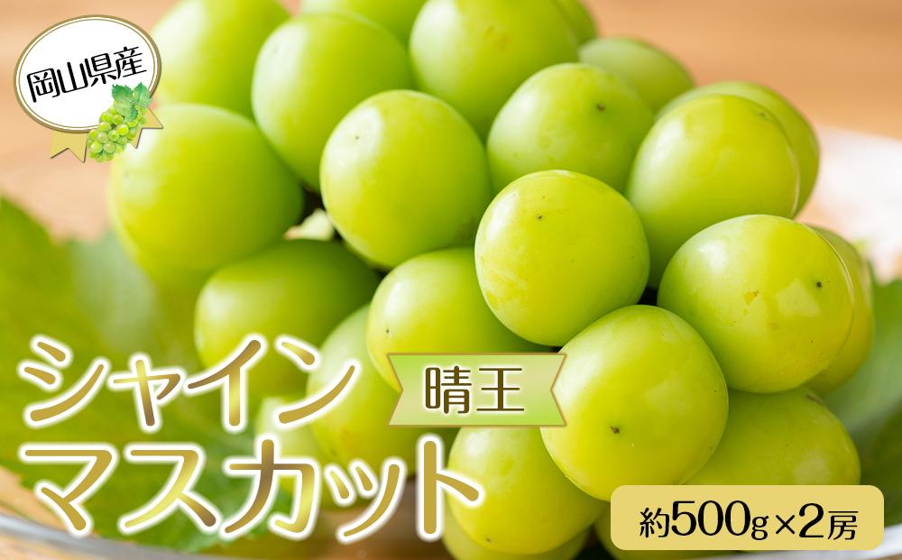 岡山県産 ぶどう 2025年発送  シャインマスカット 晴王 約500g×2房 計1kg 種無し ブドウ 葡萄 フルーツ 果物 ギフト