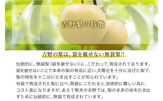 【先行予約】熊本県氷川町産 吉野梨秋麗 約5kg(14～16玉前後) 《8月中旬-9月上旬頃出荷》 JAやつしろ梨部会---sh_cjashurei_g8_23_16000_5kg---