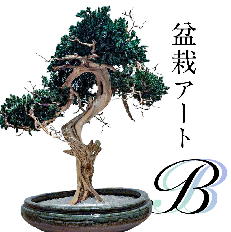 【ふるさと納税】盆栽アート【B】 岐阜県 可児市 盆栽 アート 伝統文化 インテリア ディスプレイ 再生 植物 アート作品 Withers 水やり不要 メンテナンス不要 盆栽アート 日本 伝統 文化 オフィス 自宅 装飾 飾り 送料無料