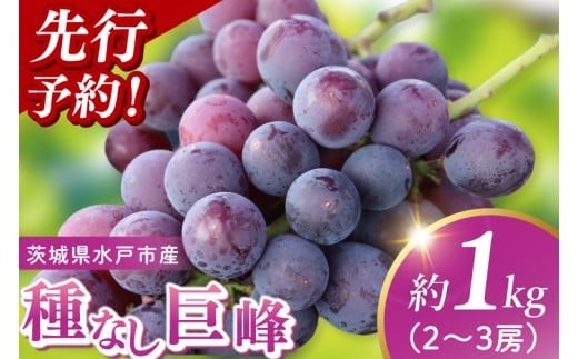 
                  【2026年9月上旬より順次発送】【数量限定】種なし巨峰 約1キロ（2～3房）【巨峰 ブドウ ぶどう フルーツ 果物 くだもの 濃厚 種なし 水戸市 茨城県】（MA-2）
                