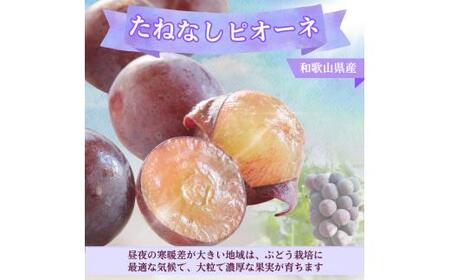 ピオーネ たねなし 2kg 厳選 / ぶどう 種無し 甘い 高級 和歌山 ※2026年8月中旬～9月中旬に順次発送 ※北海道・沖縄・離島への配送不可 【tec511-p-2B】