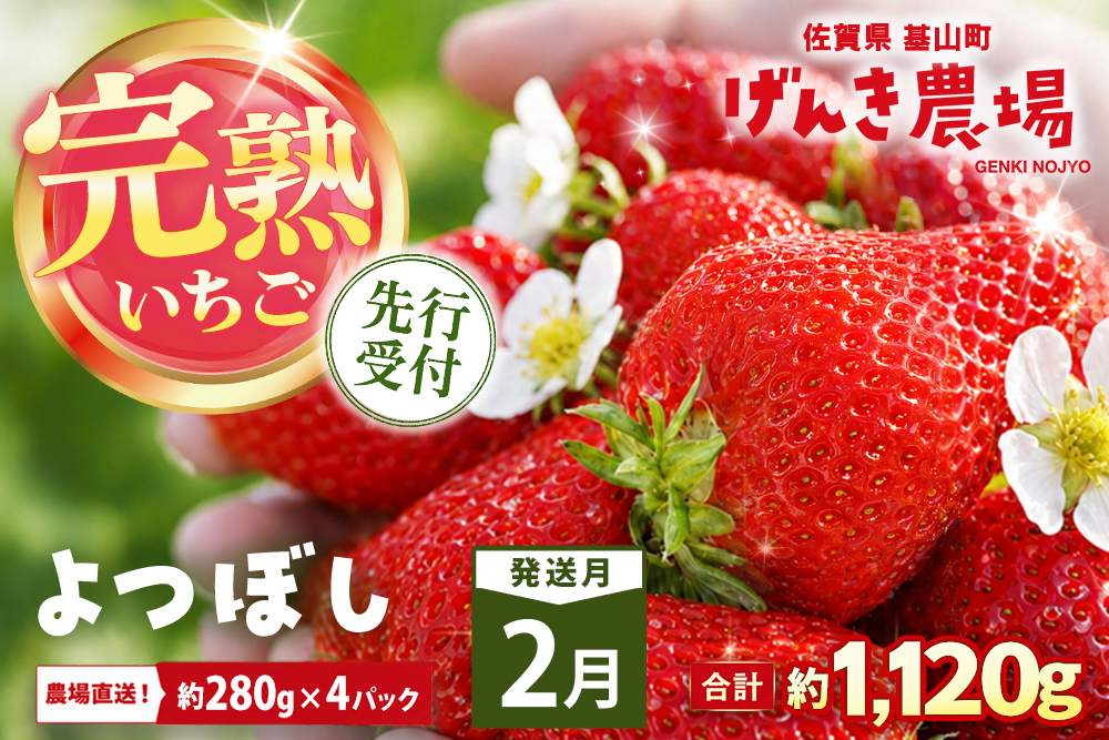 【2027年2月発送】【先行予約】【農場直送！】よつぼし(約280g×4P)【ふるさと納税 佐賀県 基山町産 げんき農場 苺 ブランド苺 イチゴ いちご フルーツ 果物 くだもの 美味しい おいしい 