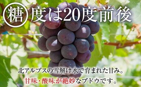 【先行予約】2025　ピオーネ 　粒つぶパックマン【訳ありパック】2パック 　約1キロ　長野県産【10月初旬頃～順次発送予定】 国際特許有機肥料栽培