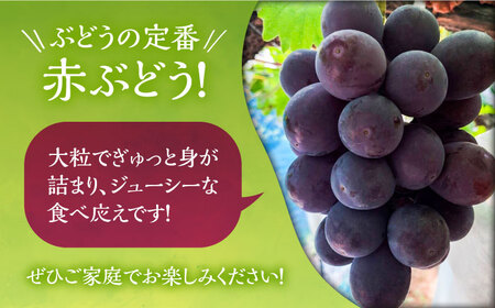【先行予約】赤ぶどう 2kg ( ピオーネ or クインニーナ ) 【2025年9月中旬以降順次発送】《豊前市》【山田農場 フルーツランド】ブドウ 葡萄 ぶどう [VCY006]