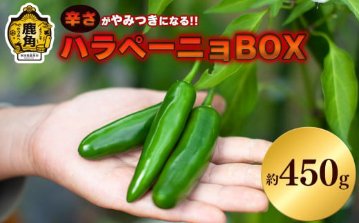 《先行予約》秋田県鹿角産 ハラペーニョBOX 約450g【早川農園】●2024年7月下旬発送開始　国産 ハラペーニョ 農家直送 産地直送 新鮮 激辛 秋田県 秋田 あきた 鹿角市 鹿角 かづの