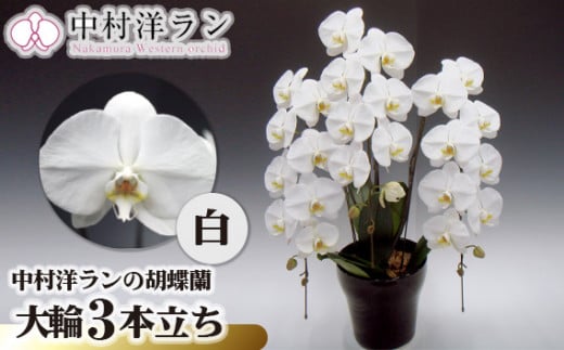 中村洋ランの胡蝶蘭　大輪　3本立ち　白 ／ お花 生花 愛知県 産地直送 田原市 渥美半島