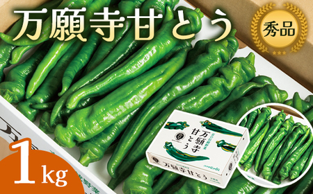 【2026年発送分】万願寺甘とう 化粧箱入 秀品 1kg ： 京野菜 万願寺とうがらし 万願寺甘とう