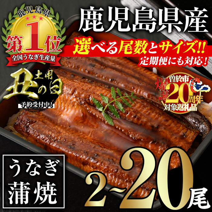 【ふるさと納税】【6尾・計720g以上：23,000円】＜サイズ・尾数・配送回数が選べる！＞無投薬！鹿児島県産うなぎ蒲焼セット(計280g以上〜計2.4kg以上 / 定期便 全3回 計840g以上・140g以上×2尾×3回) タレ・山椒付き 鰻 うなぎ 蒲焼 うな重 ひつまぶし ご褒美【西日本養鰻】