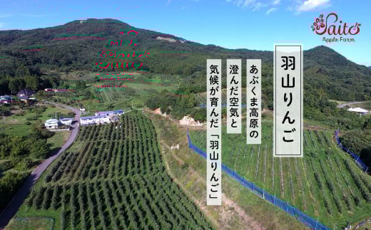 《2025年10月下旬以降順次発送》羽山のりんご　秋茜L〜2Lサイズ3kg りんご リンゴ 果物 フルーツ 羽山りんご 3kg 秋茜 人気 くだもの おすすめ お中元 お歳暮 ギフト 二本松市 ふくしま 福島県 送料無料【斎藤りんご園】