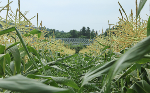 《先行予約》2025年 山形県産 ホワイトコーン 3kg(8~12本）生で味わう 白とうもろこし トウモロコシ コーン 夏 野菜 やさい ※沖縄・離島への配送不可 F21A-244