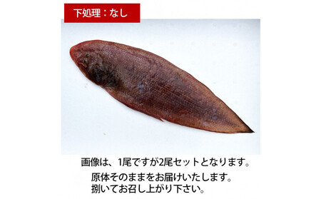 【下処理なし】赤舌平目 2尾（1尾、約250g～300g）れんちょうがれい レンチョウ