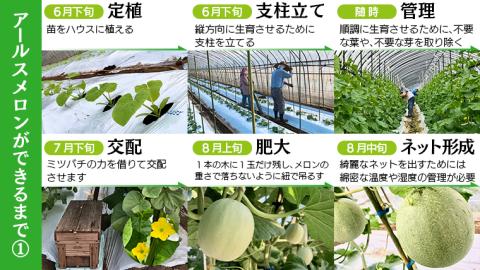 季節限定 ！ 甘さ満点 アールス メロン 3玉 入箱 【2024年8月下旬発送開始】 先行予約 果物 フルーツ 農家直送 産直 青肉メロン 特産品 マスクメロン [BC044sa]