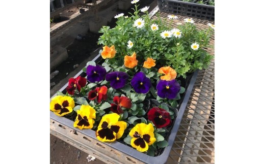 
                  むさしの作業所 の 季節の花苗セット 
                