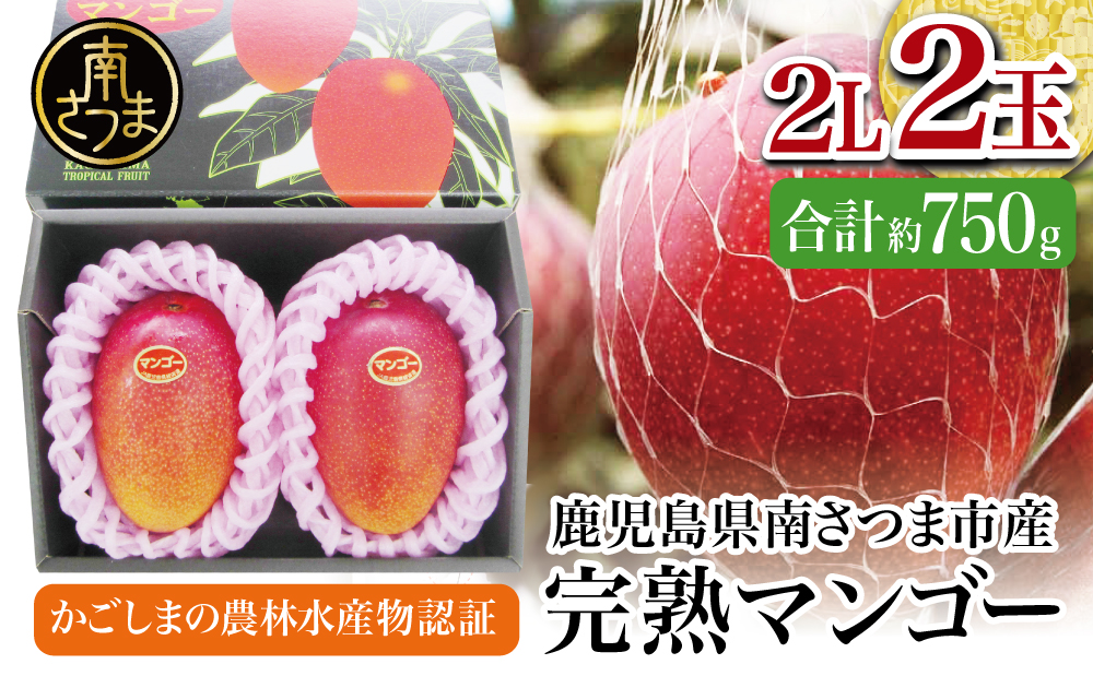 鹿児島県産 完熟マンゴー 2Lサイズ 2玉（化粧箱入り）［数量・期間 限定 ］ 先行予約 先行受付 マンゴー 完熟マンゴー トロピカルフルーツ 完熟 芳醇 国産 果実 果物 くだもの フルーツ 果肉 果汁 食品 デザート スイーツ おやつ 甘い ジューシー 旬 夏 季節限定 季節の果物 南国フルーツ 南国 おすすめ 高級 ご褒美 贅沢 グルメ 冷蔵 JAさつま日置 鹿児島 鹿児島県 南さつま市