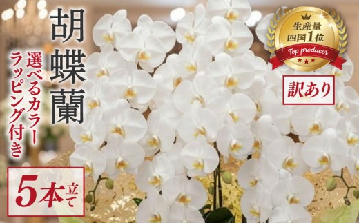 【訳あり】 指定日配達 胡蝶蘭 5本立て 白 ハイグレード 花 はな お花 日付指定 記念日 お祝い プレゼント ギフト 贈答 贈り物 選べる カラー ラッピング 鉢花 鉢植え 洋蘭 洋ラン 冠婚葬祭 蘭 らん 新築祝い 豪華 華 華やか はなやか 敬老 誕生日 人気 ランキング おいわい 開店祝い 開業祝い こちょうらん きねんび 四国 生産数 一位 1位 いちい ふるさと納税 大輪 産地直送