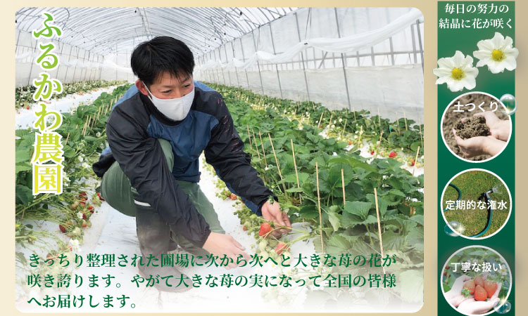  【先行予約】令和9年2月上旬頃出荷開始 いちごさん 6箱セット ふるかわ農園  農家直送品 果物 くだもの フルーツ 人気 ランキング 高評価 苺 イチゴ 佐賀 送料無料