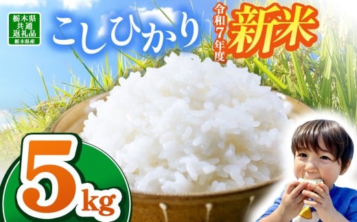 【栃木県共通返礼品】【令和7年度新米先行予約】栃木県産コシヒカリ 5kg | ふるさと 納税 コシヒカリ お米 精米 白米 玄米 大粒 共通返礼品 送料無料 那珂川町 栃木県