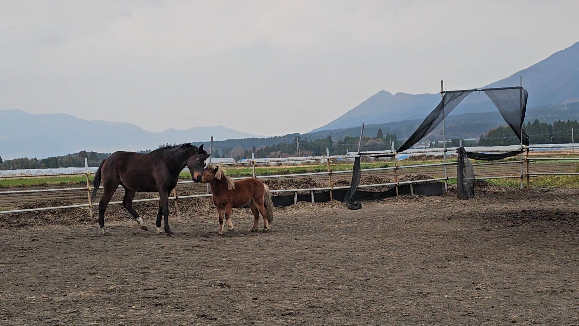 【返礼品なし】 南阿蘇で暮らす余生馬たちへ想いを届ける／日本初のアニマルサンクチュアリー＜5,000円＞