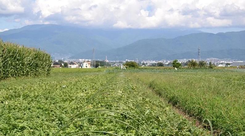 スイカの名産地の信州波田産。南原ファーム拘りの厳選スイカ。