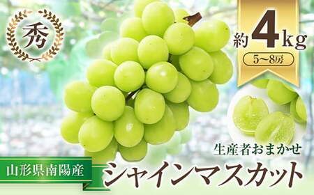 【令和8年産先行予約】 シャインマスカット 約4kg (5～8房 秀) 《令和8年9月中旬～発送》 『生産者おまかせ』 マスカット ぶどう 果物 フルーツ デザート 山形県 南陽市 [636-R8]
