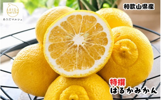 
                  【先行予約】【人気柑橘】特撰はるか みかん約3kg+200g(傷み補償分) ※2027年1月下旬～3月下旬に順次発送予定 ※着日指定不可【ard249A】
                